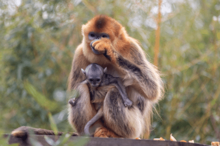© ZooParc de Beauval