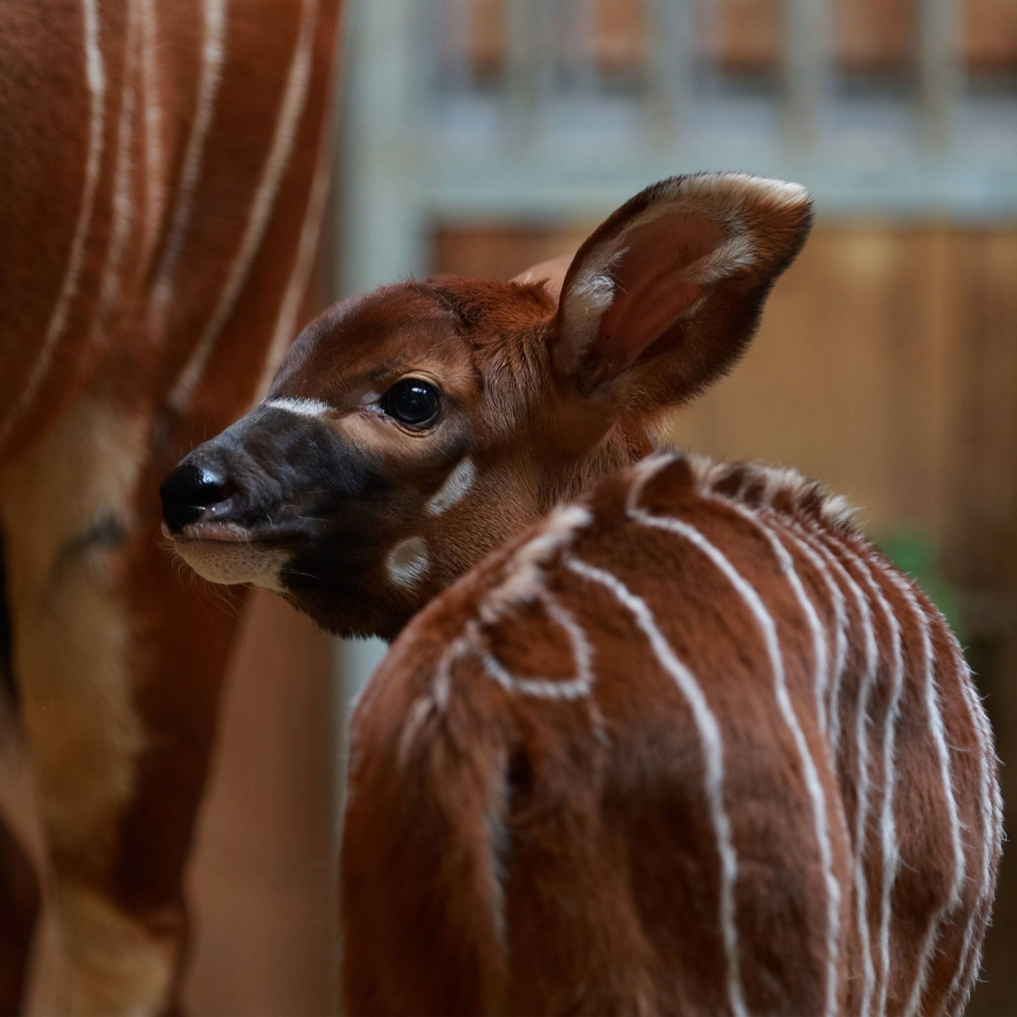© ZooParc de Beauval