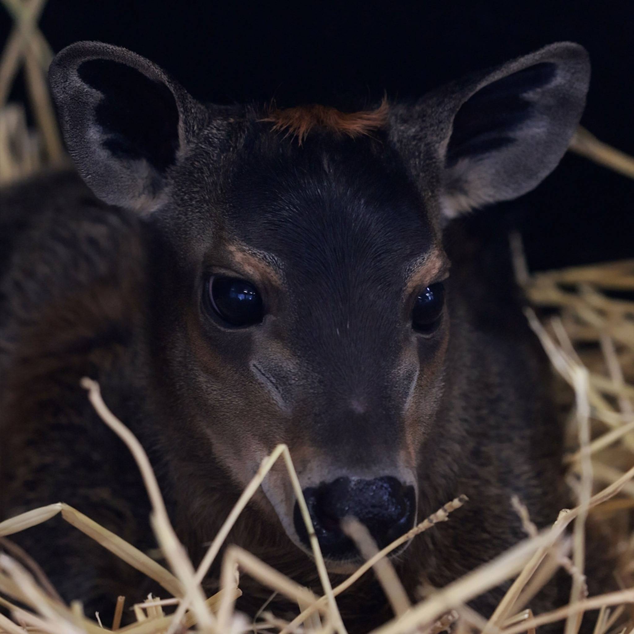 © ZooParc de Beauval