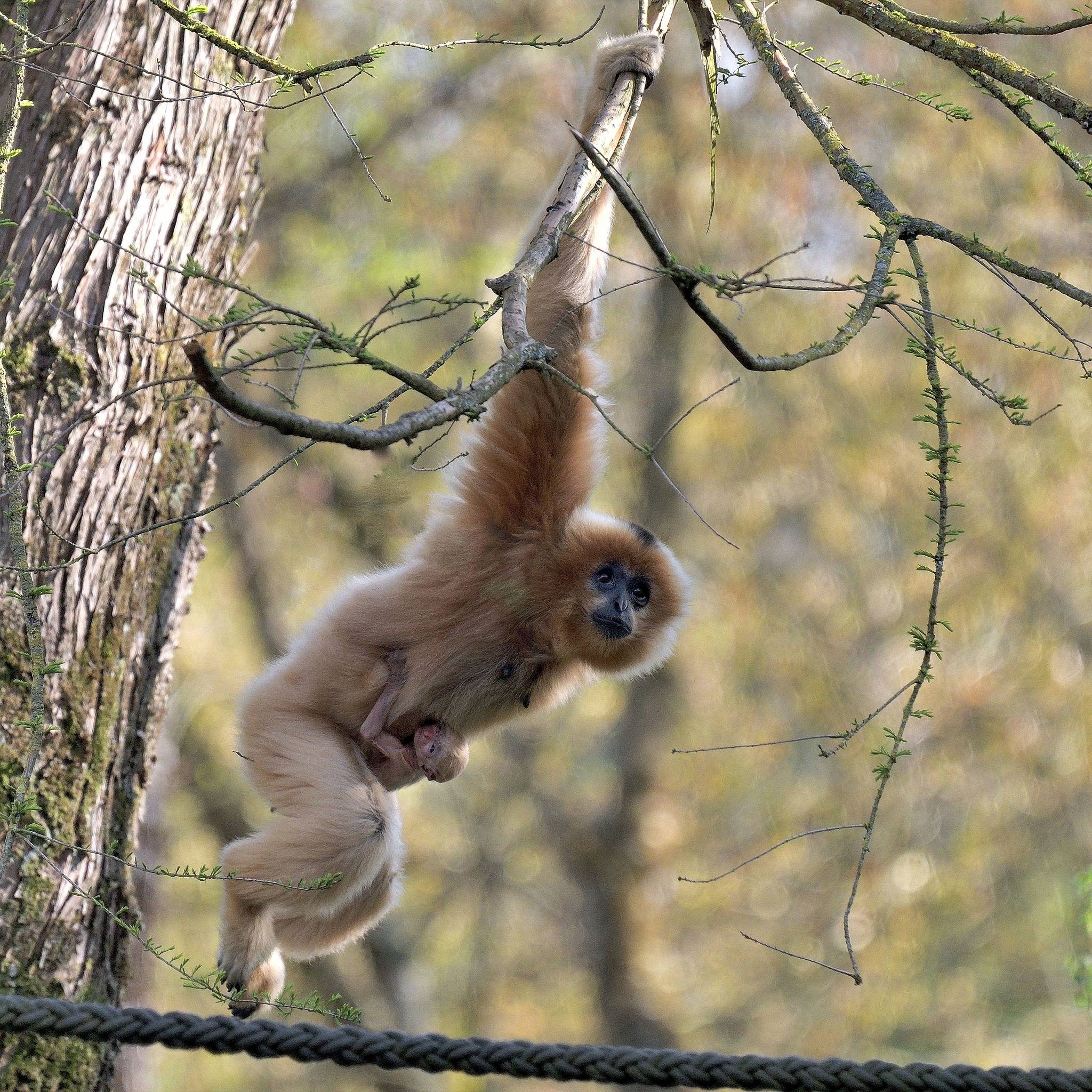 © ZooParc de Beauval