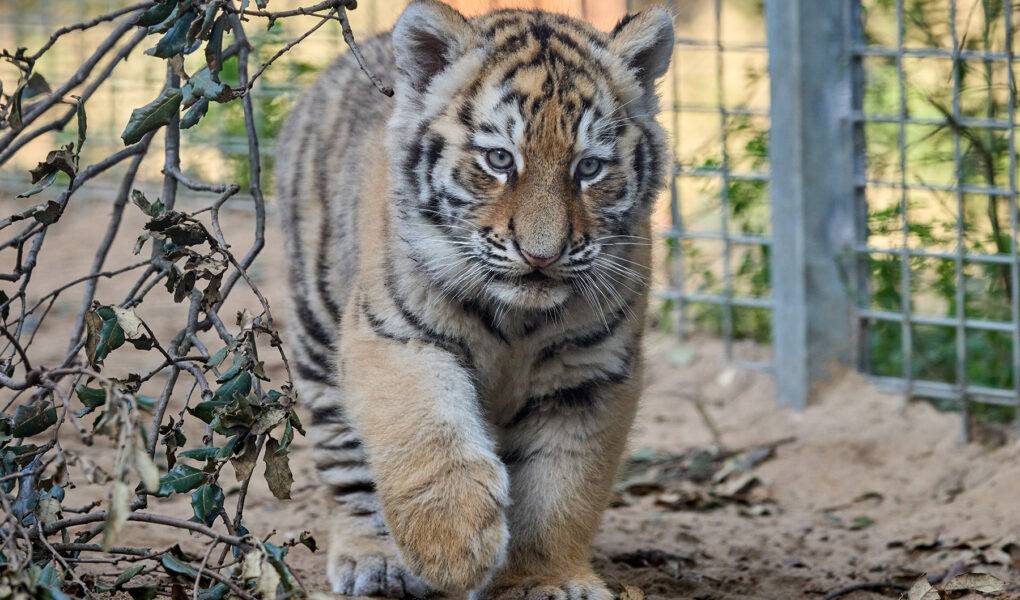 © F. Perroux - Zoo de La Palmyre
