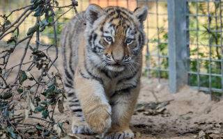 © F. Perroux - Zoo de La Palmyre