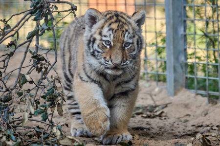 © F. Perroux - Zoo de La Palmyre