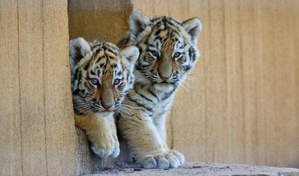 © F. Perroux - Zoo de La Palmyre