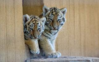 © F. Perroux - Zoo de La Palmyre