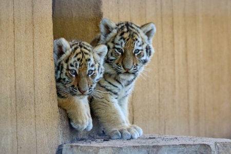© F. Perroux - Zoo de La Palmyre