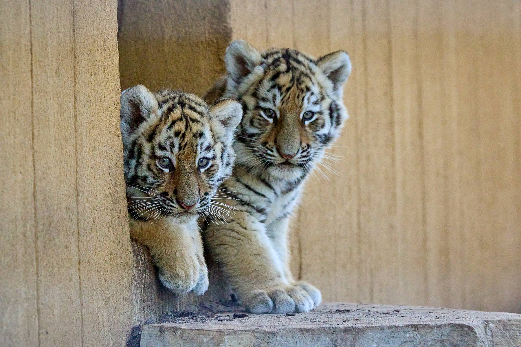 © F. Perroux - Zoo de La Palmyre