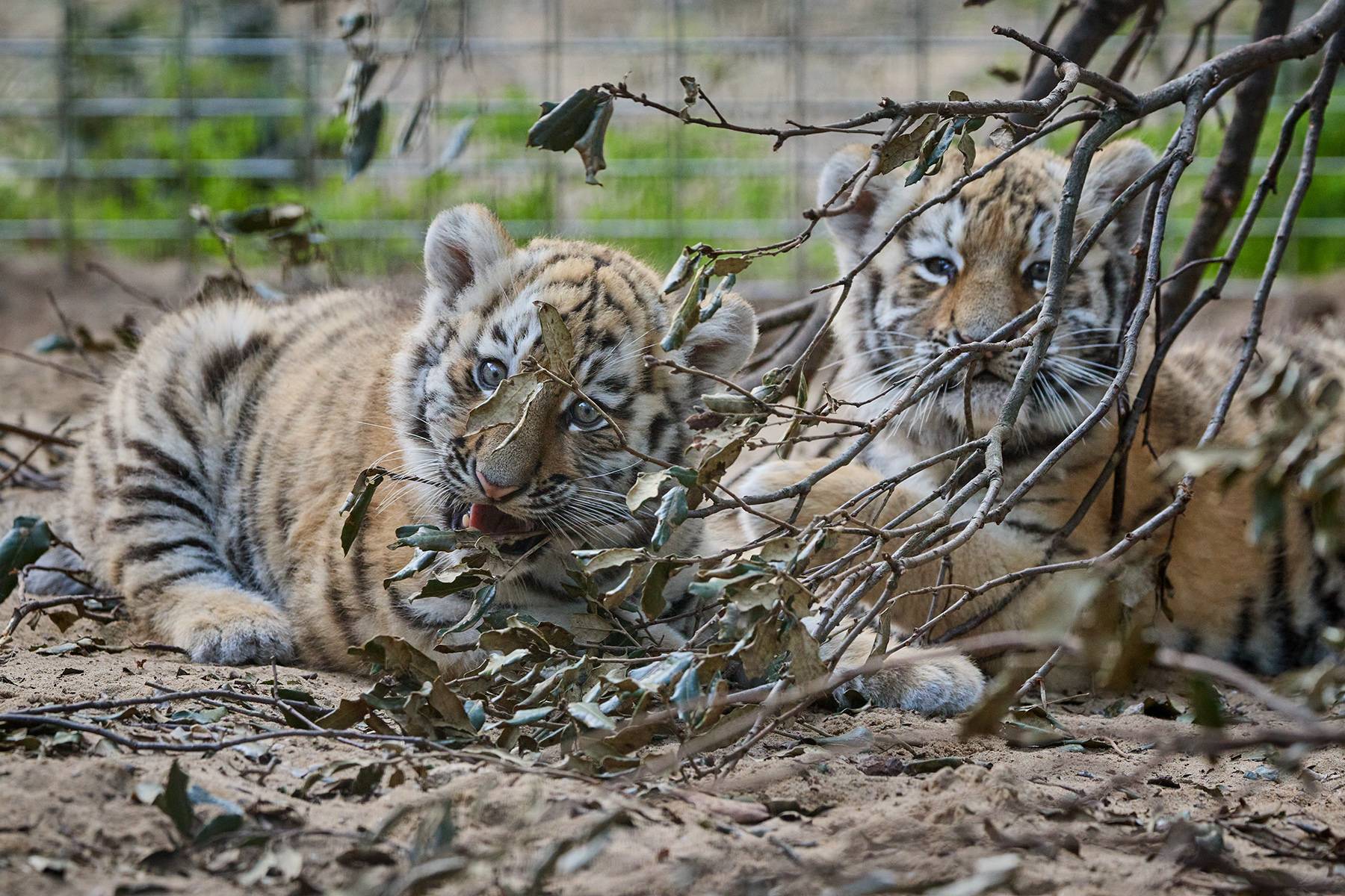 © F. Perroux - Zoo de La Palmyre
