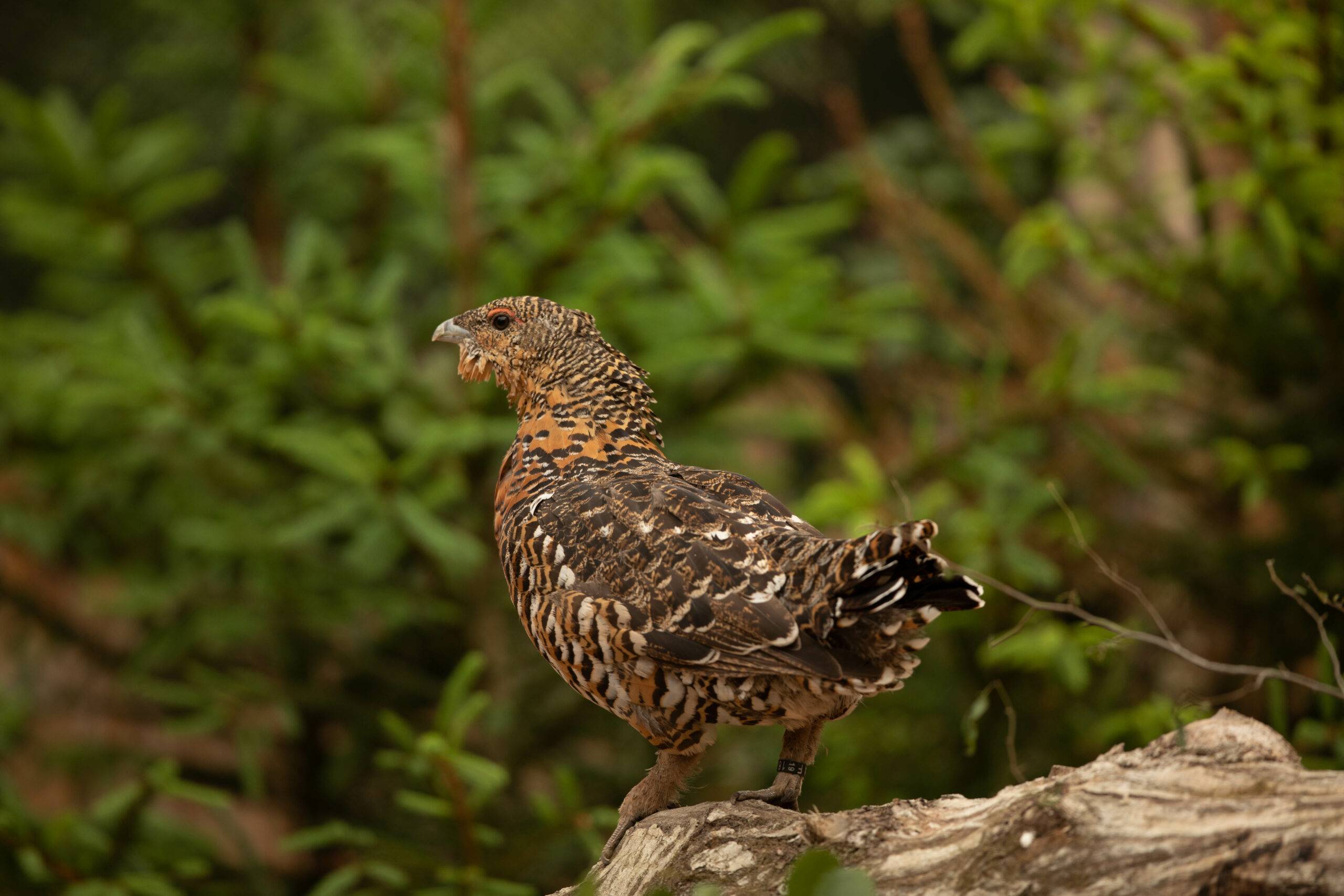 © Anthony Kohler - Parc Sainte-Croix