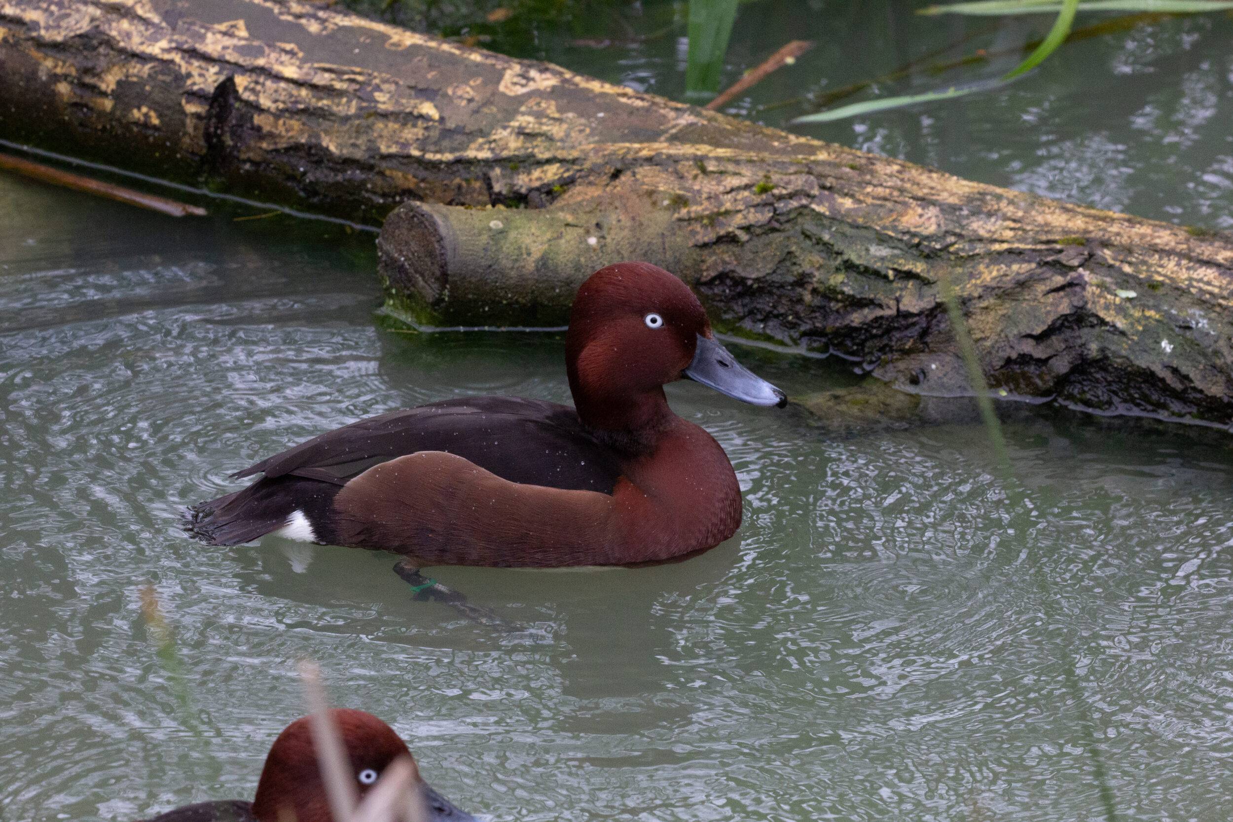 © Margaux Chatelain - Parc Sainte-Croix