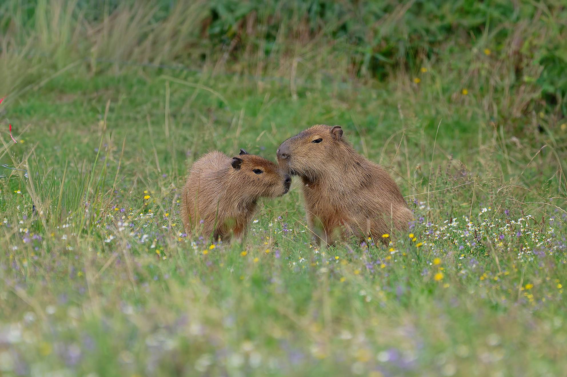 © A. Benoiton - Parc de Branféré
