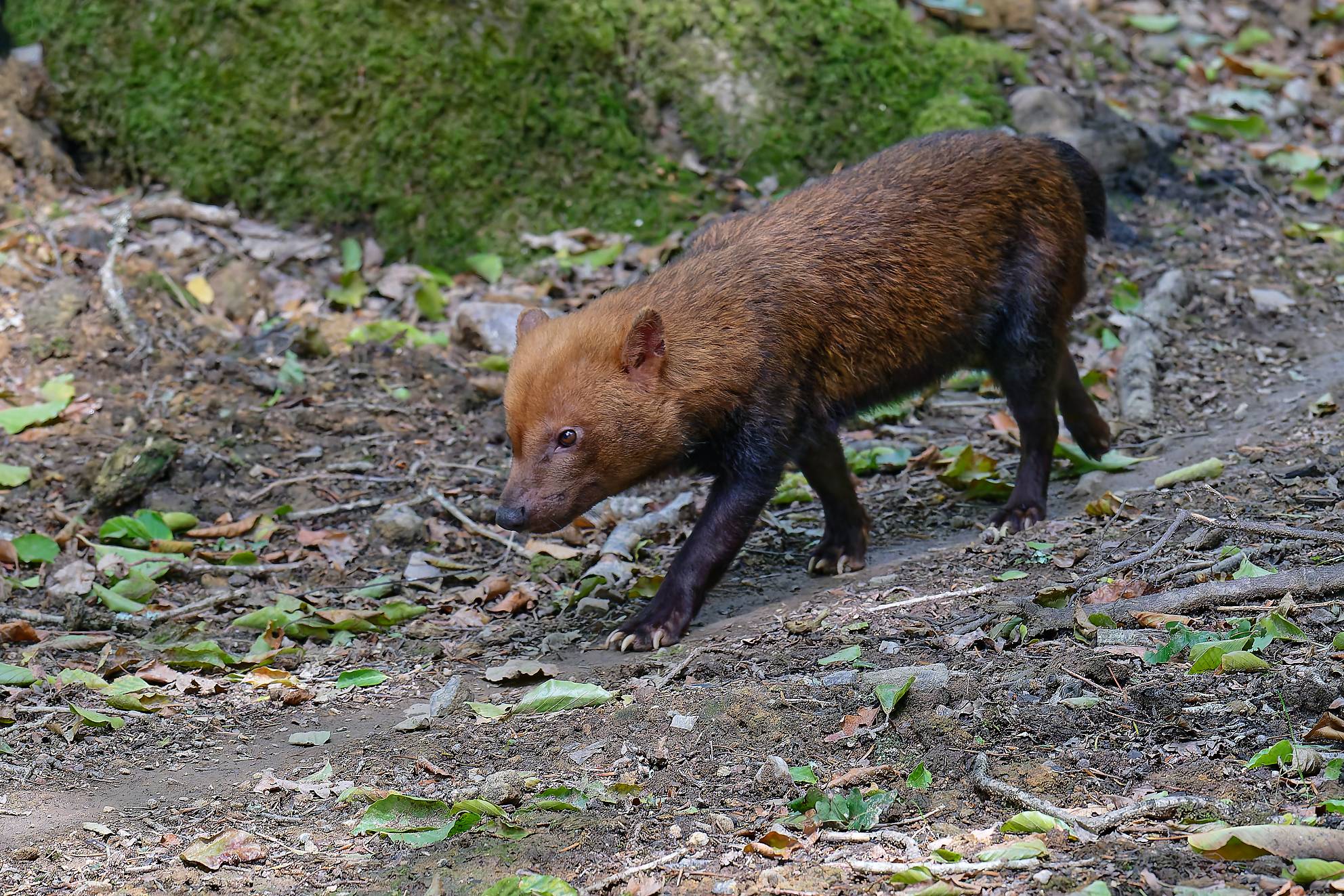 © A. Benoiton - Parc de Branféré