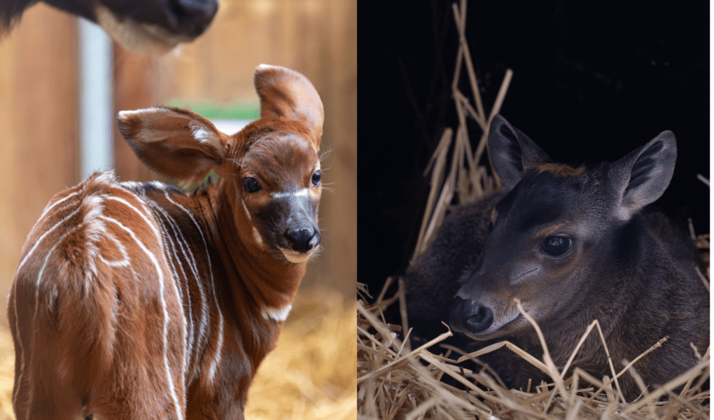 © ZooParc de Beauval