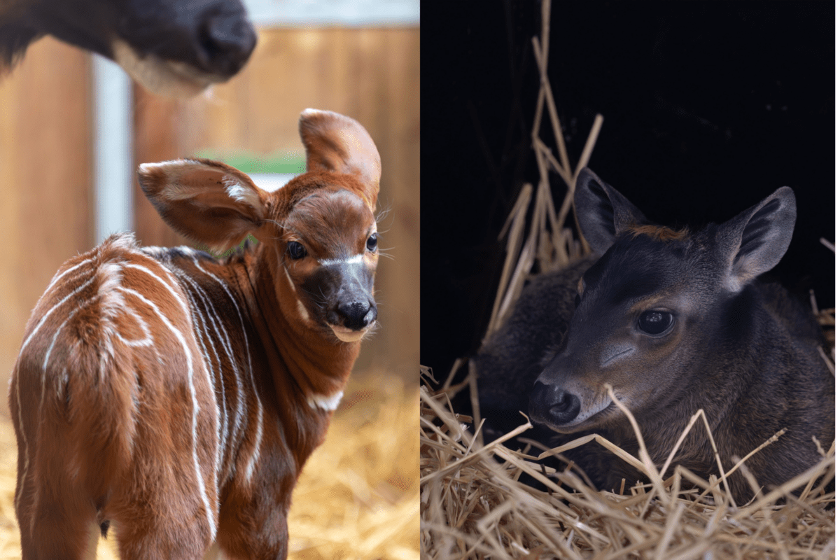 © ZooParc de Beauval