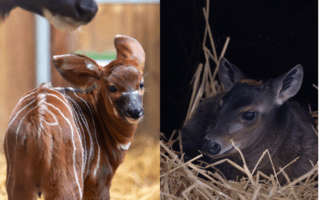 © ZooParc de Beauval