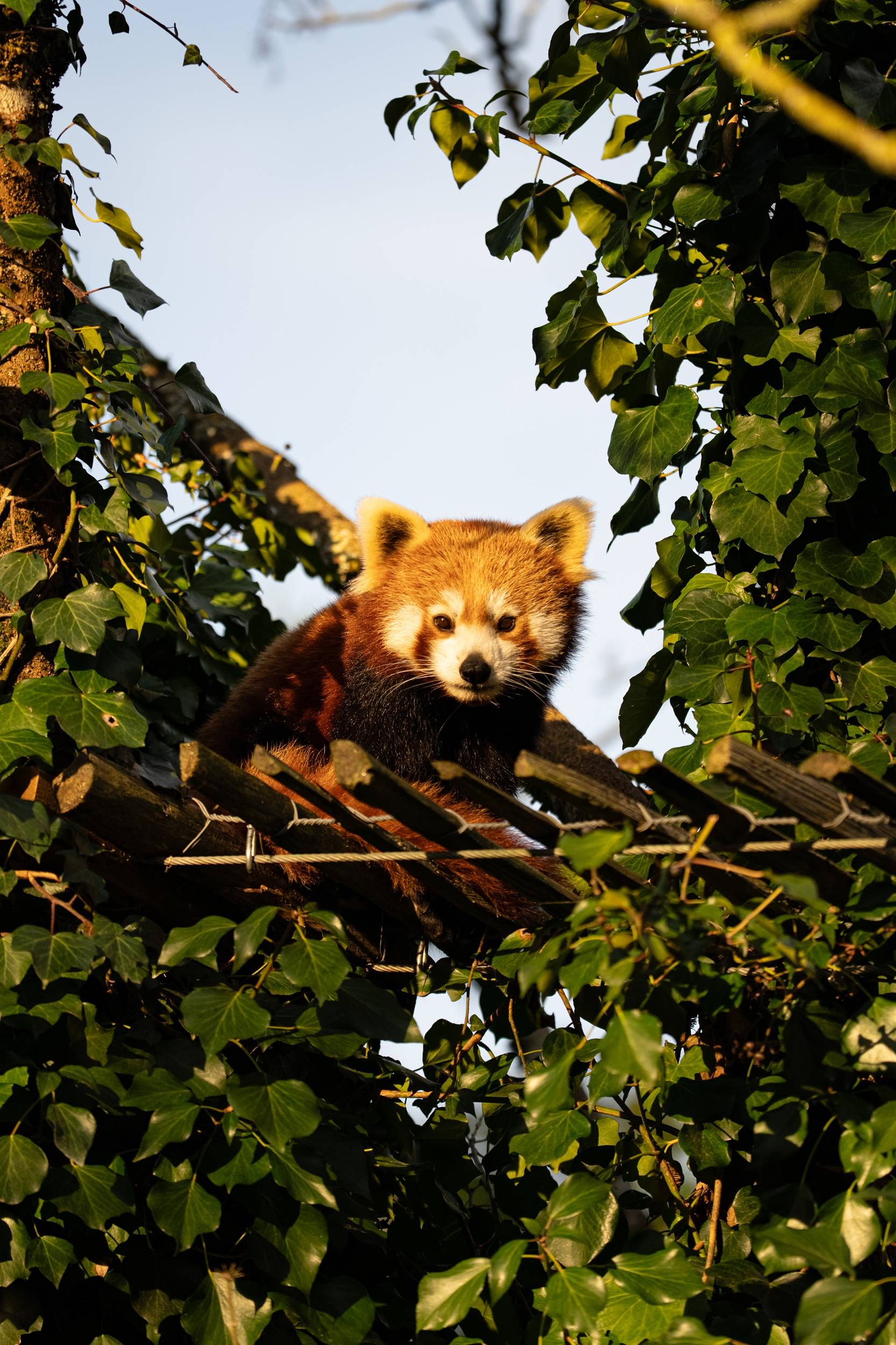 © Parc de Branféré