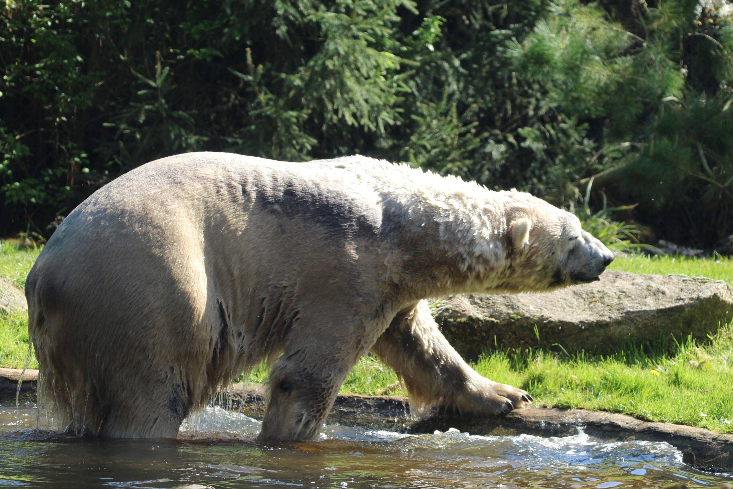 © Victor Lahcen - Nature et Zoo