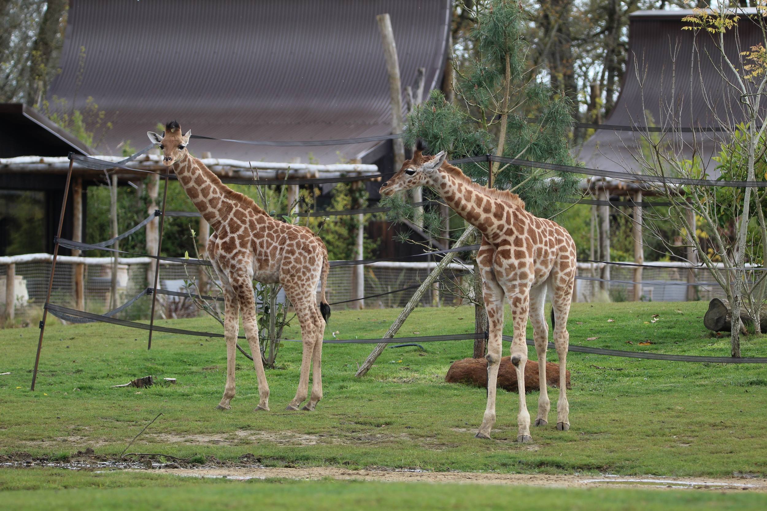 © Victor Lahcen - Nature et Zoo