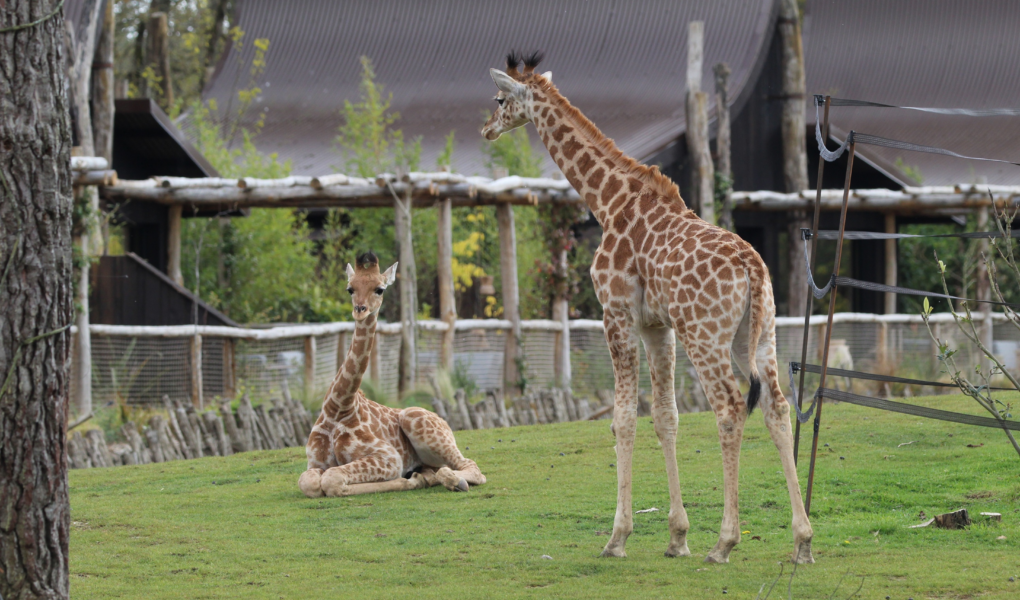 © Victor Lahcen - Nature et Zoo