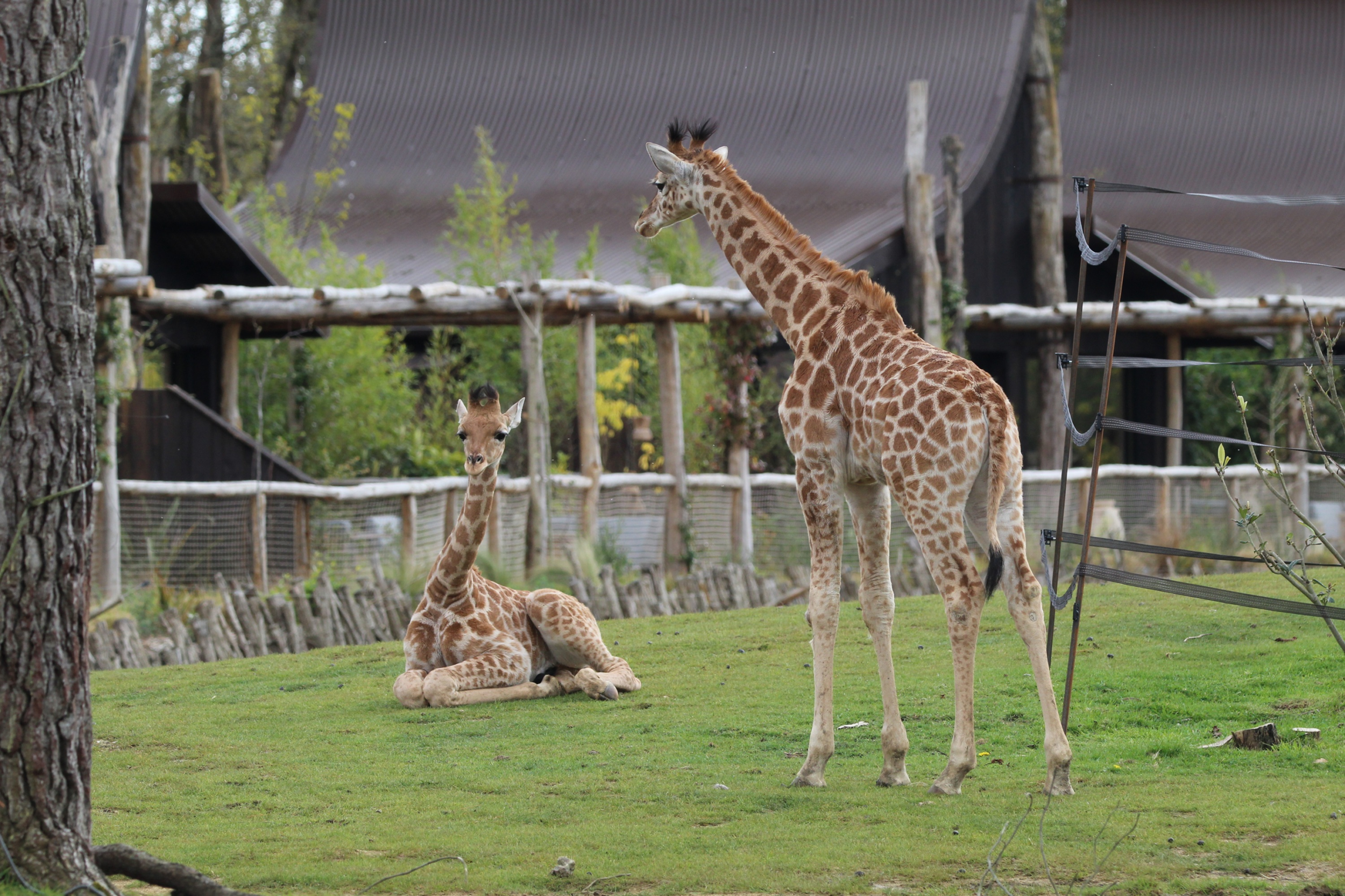 © Victor Lahcen - Nature et Zoo