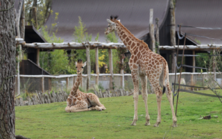 © Victor Lahcen - Nature et Zoo