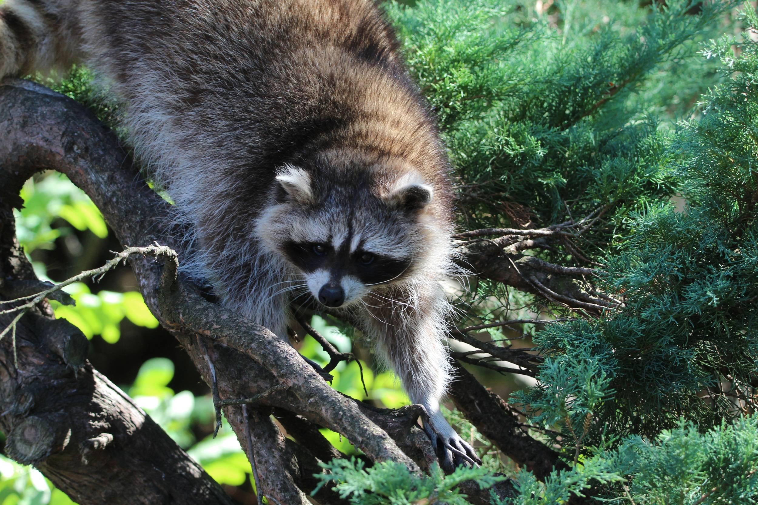 © Victor Lahcen - Nature et Zoo