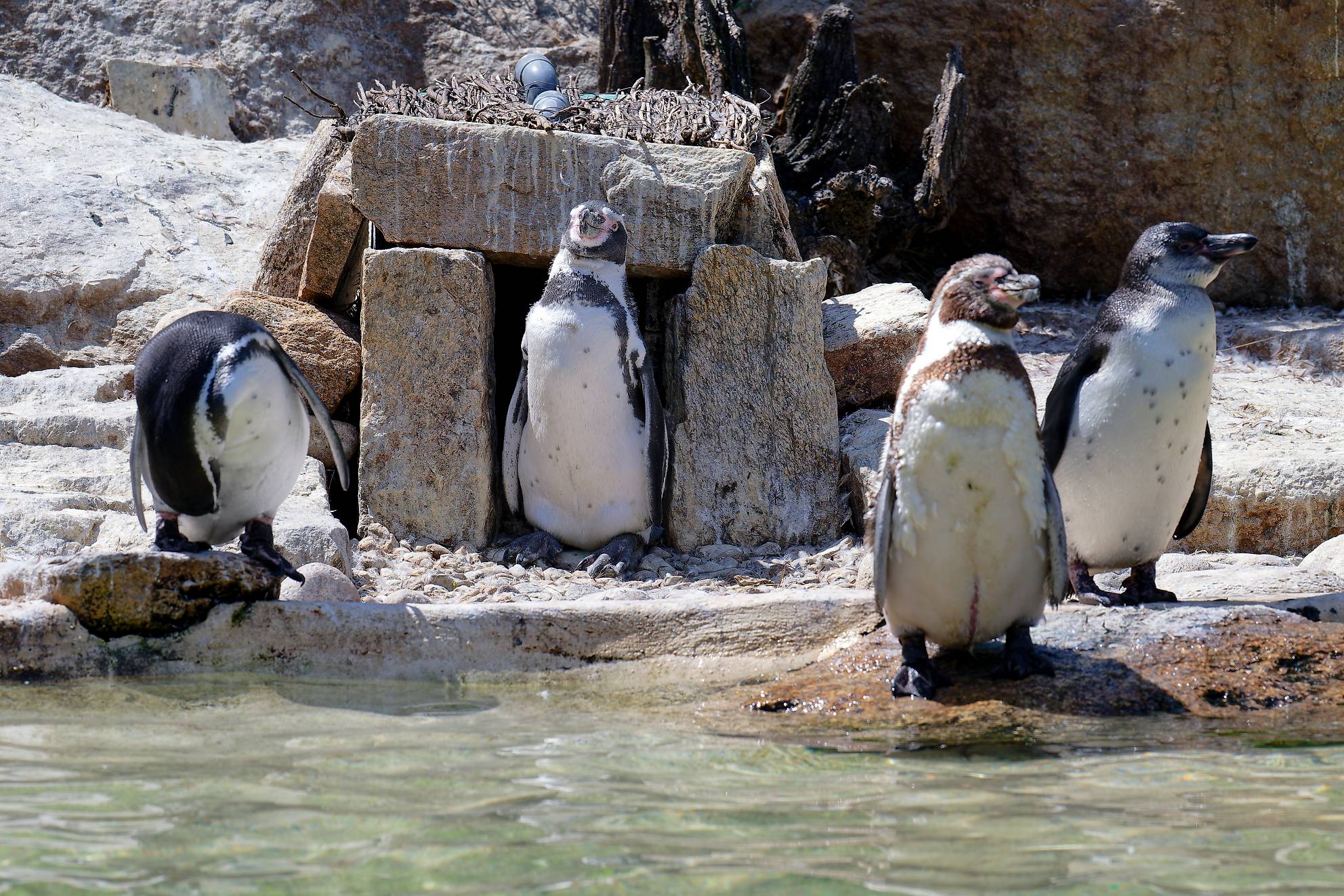 © A. Benoiton - Parc de Branféré