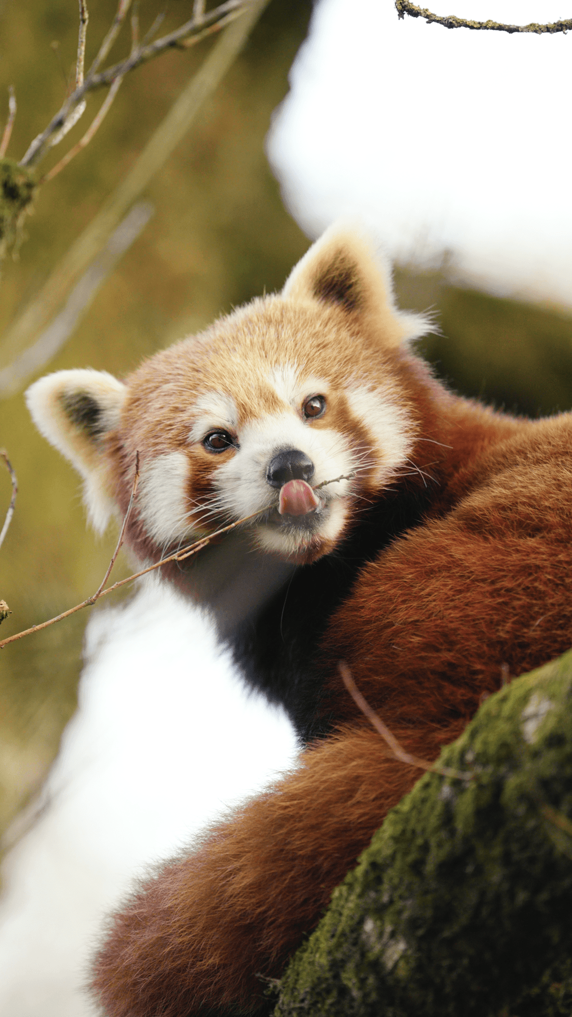 © Parc de Branféré