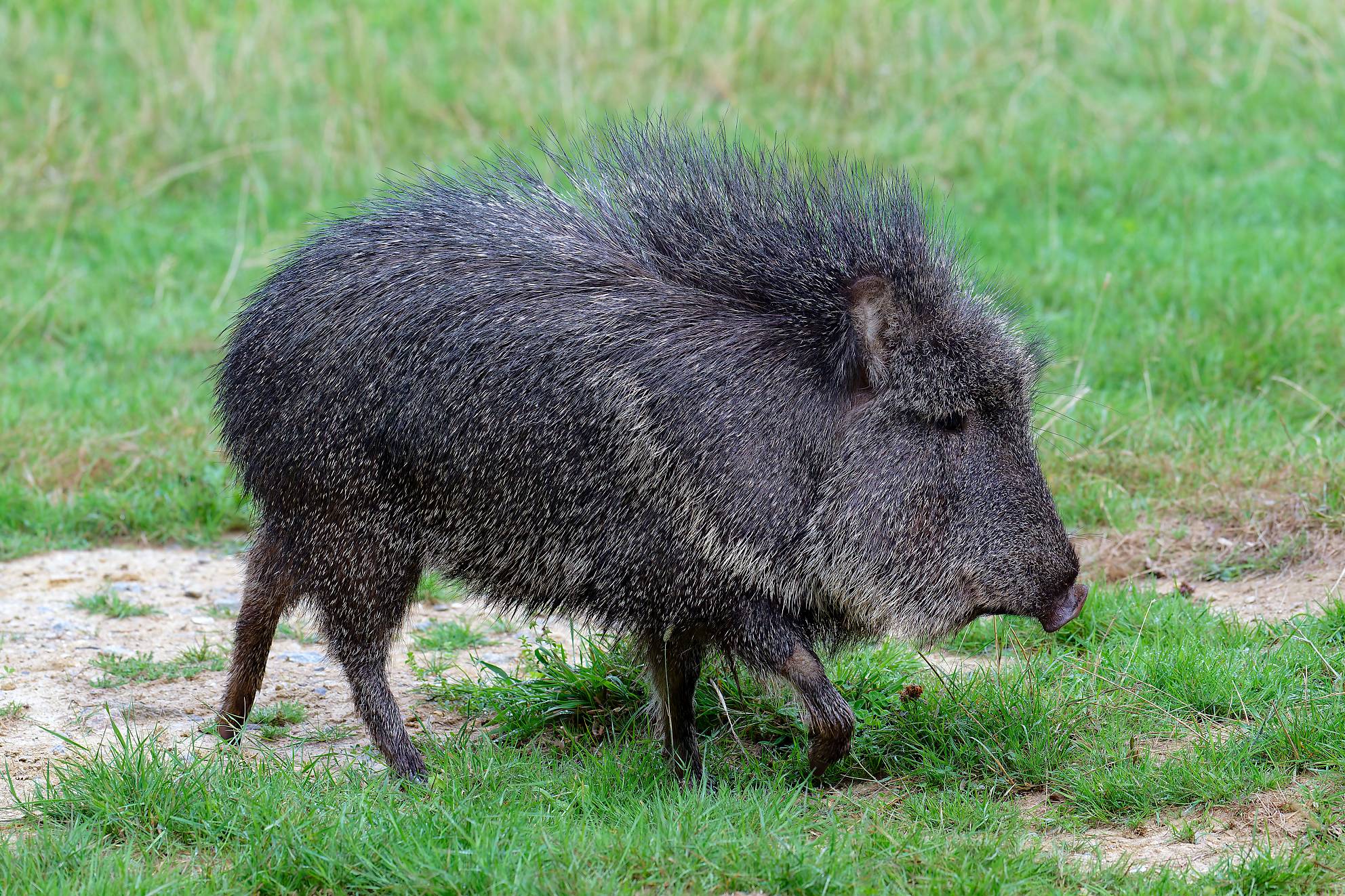 © A. Benoiton - Parc de Branféré