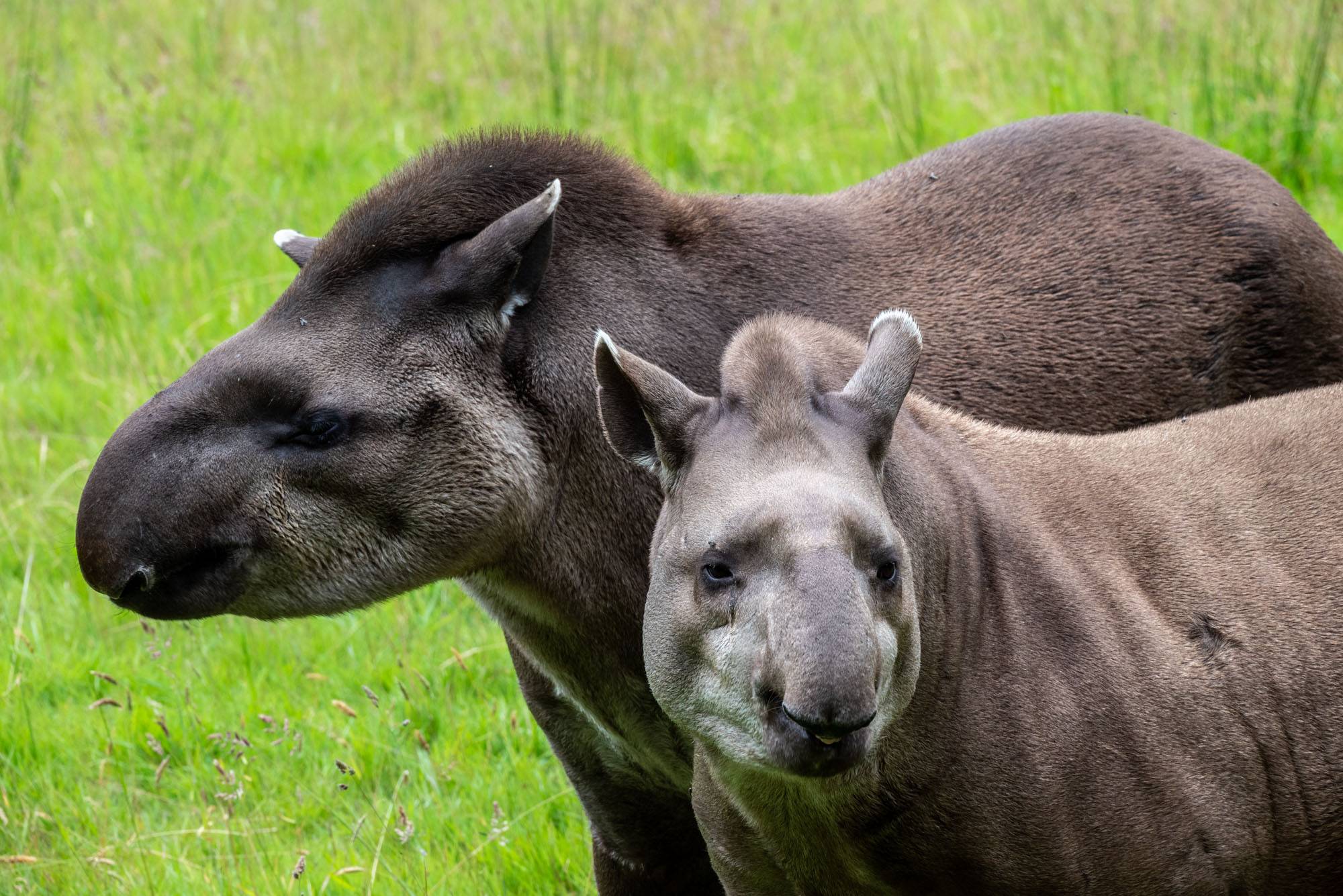© F. Ferranti - Parc de Branféré