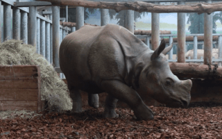 © ZooParc de Beauval