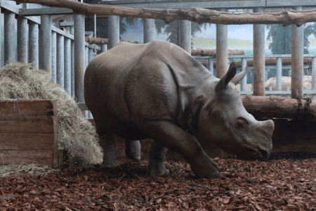 © ZooParc de Beauval