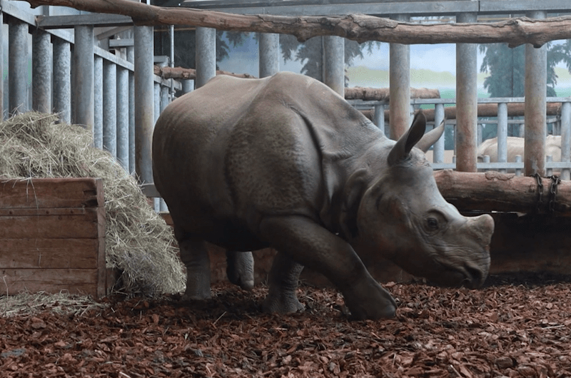 © ZooParc de Beauval