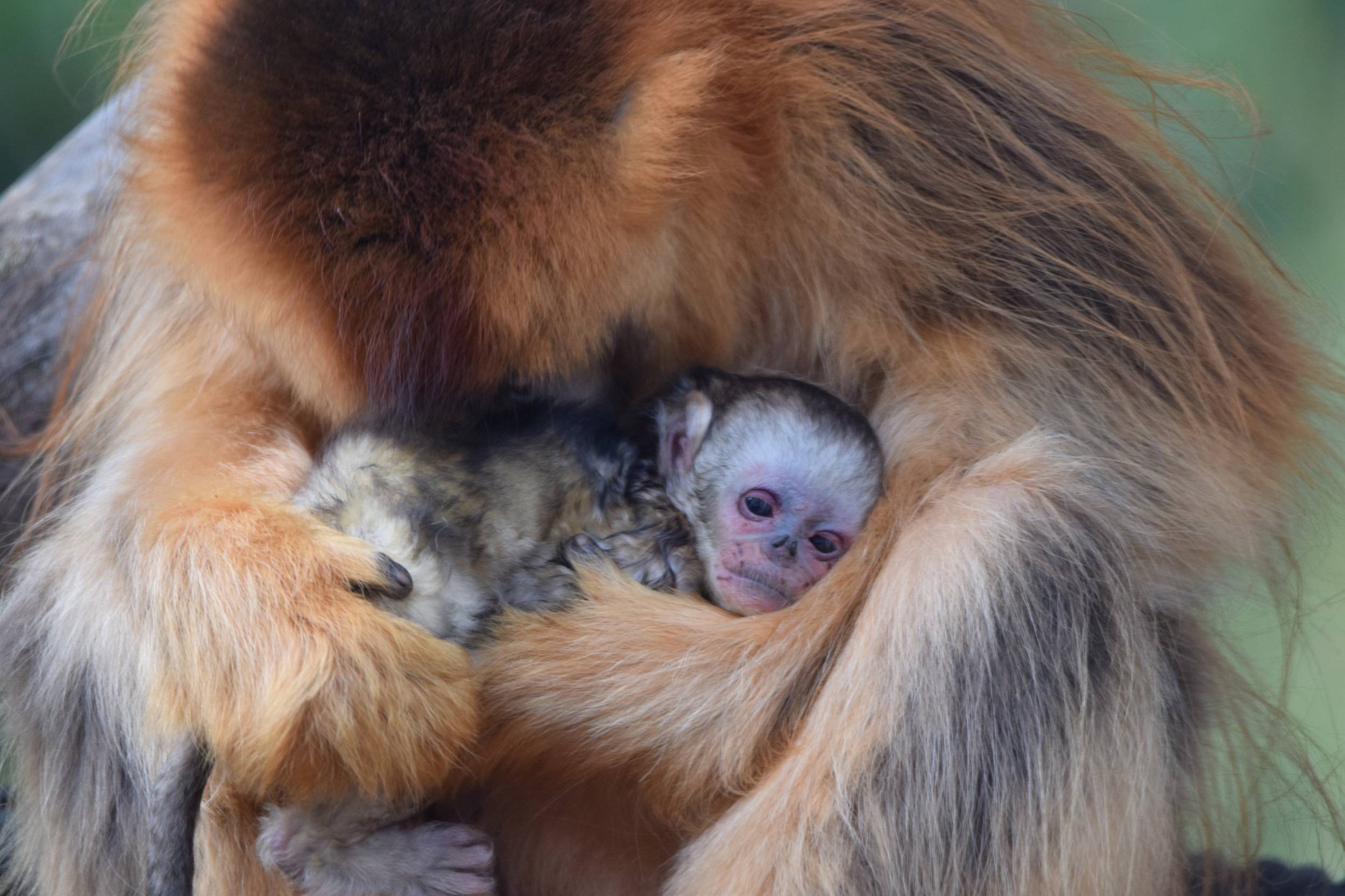 © ZooParc de Beauval