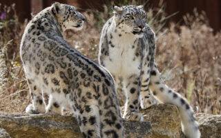 © Bioparc - E. Baccega
