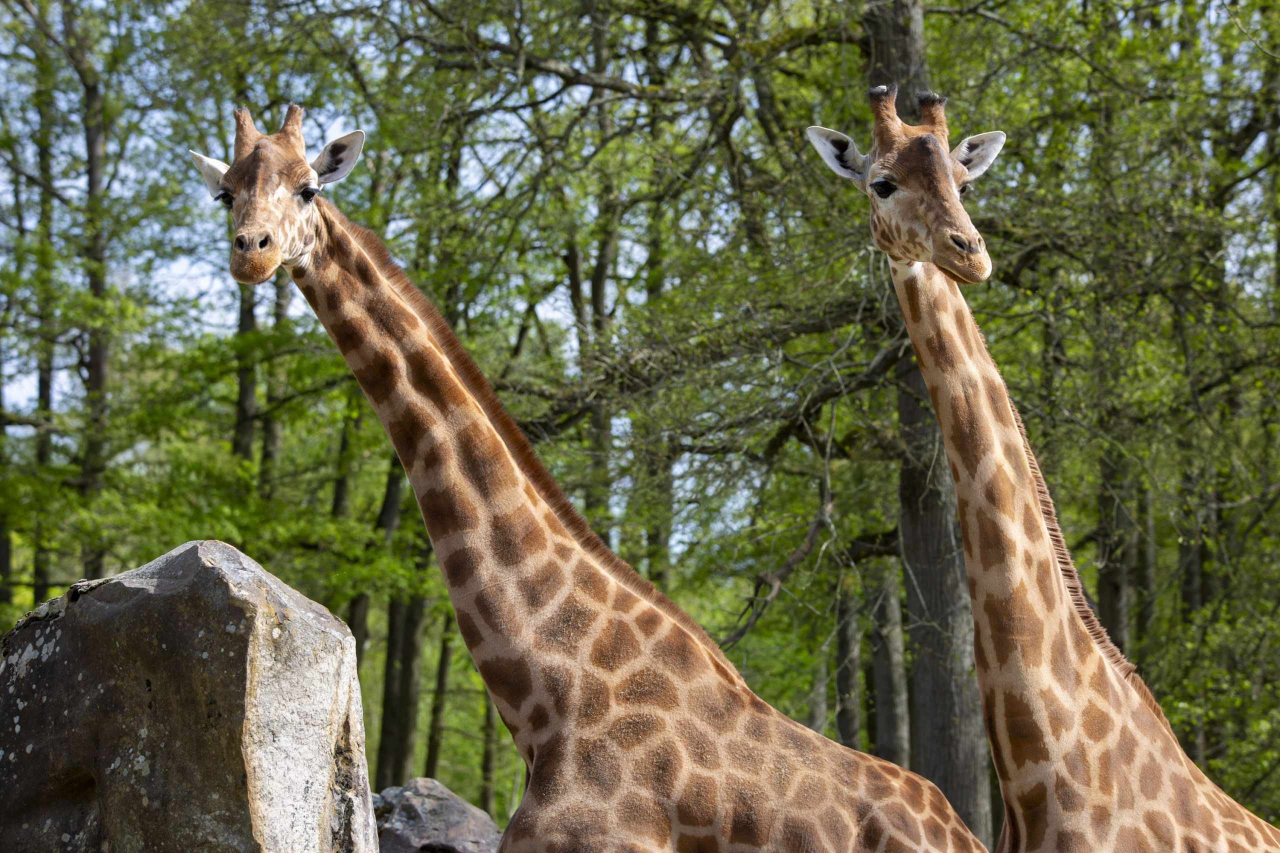 © ZooSafari de Thoiry
