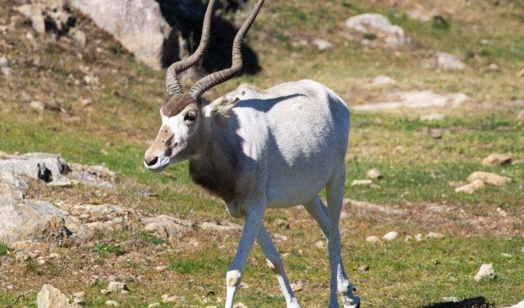 © Parc animalier d'Auvergne
