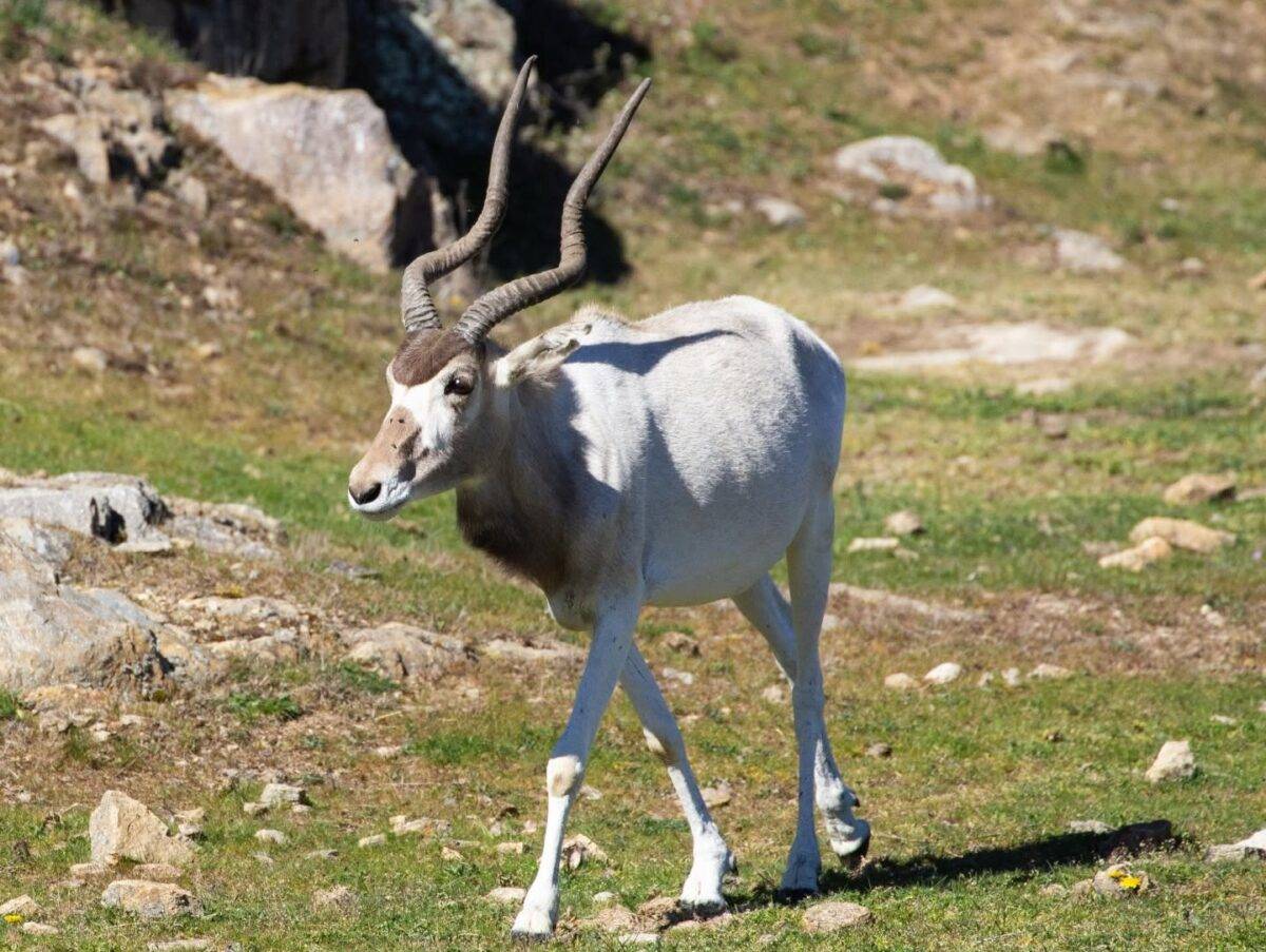 © Parc animalier d'Auvergne