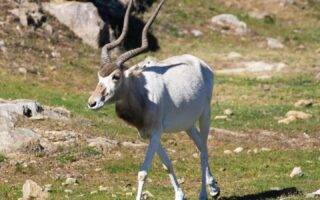 © Parc animalier d'Auvergne