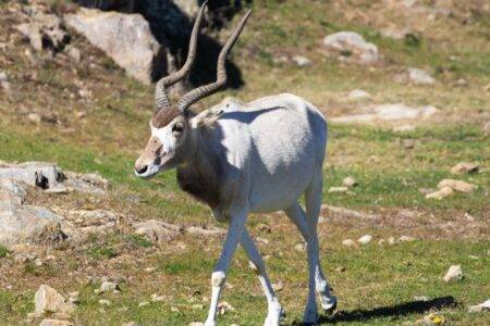 © Parc animalier d'Auvergne