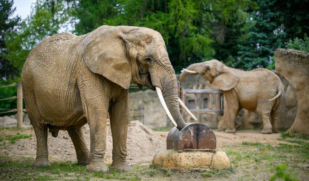 © Helena Hubáčková / Safari Park Dvůr Králové
