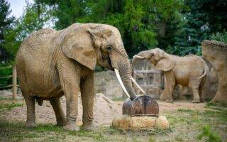 © Helena Hubáčková / Safari Park Dvůr Králové