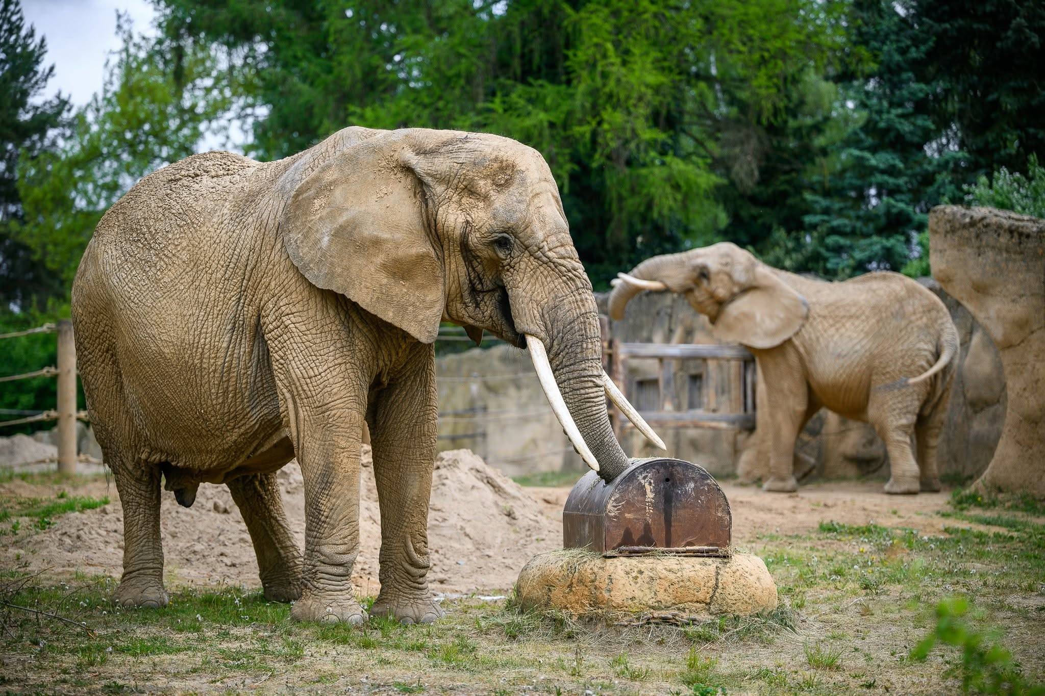 © Helena Hubáčková / Safari Park Dvůr Králové