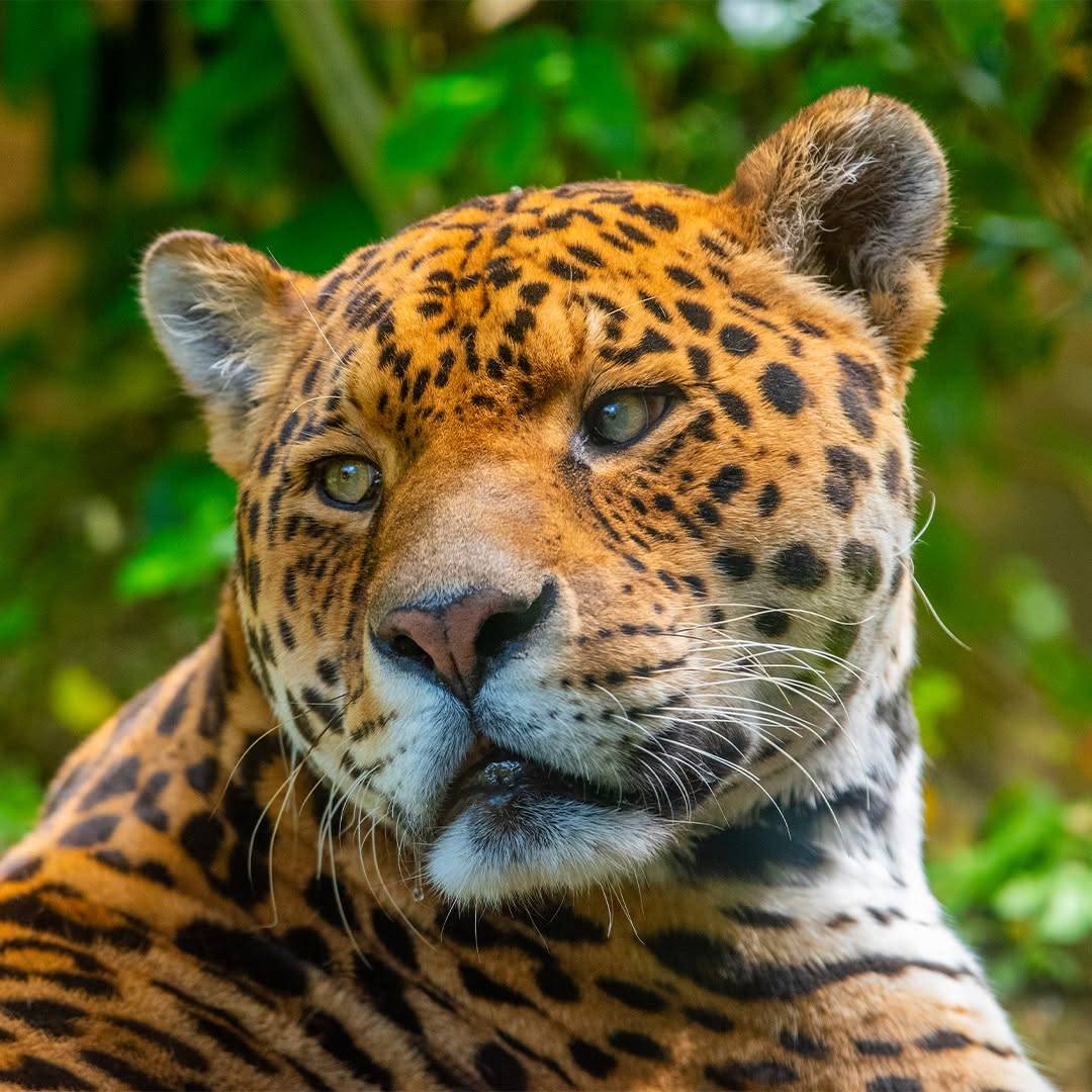 © Zoo d'Amnéville