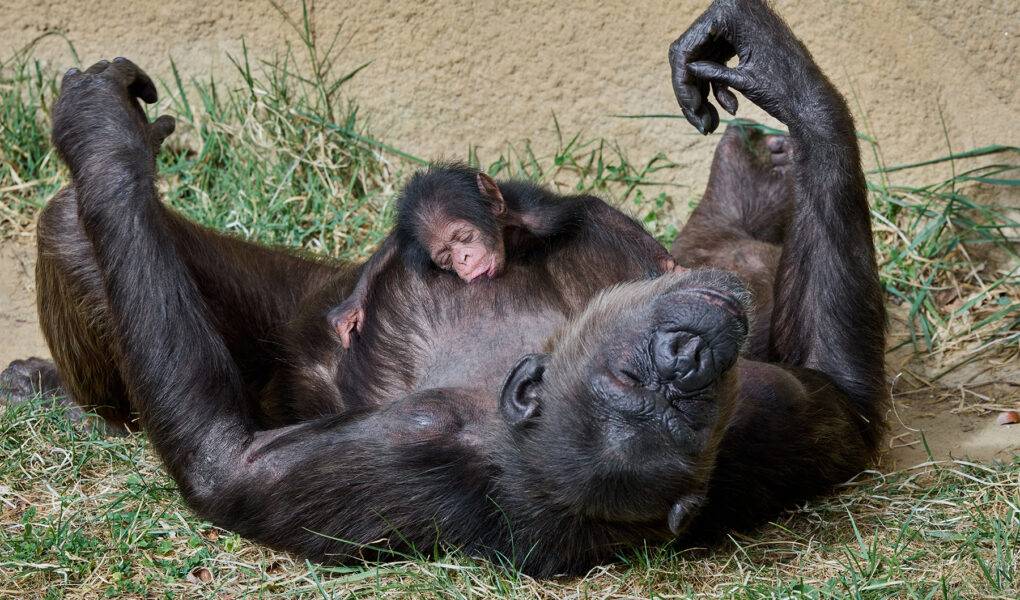 © F. Perroux - Zoo de La Palmyre