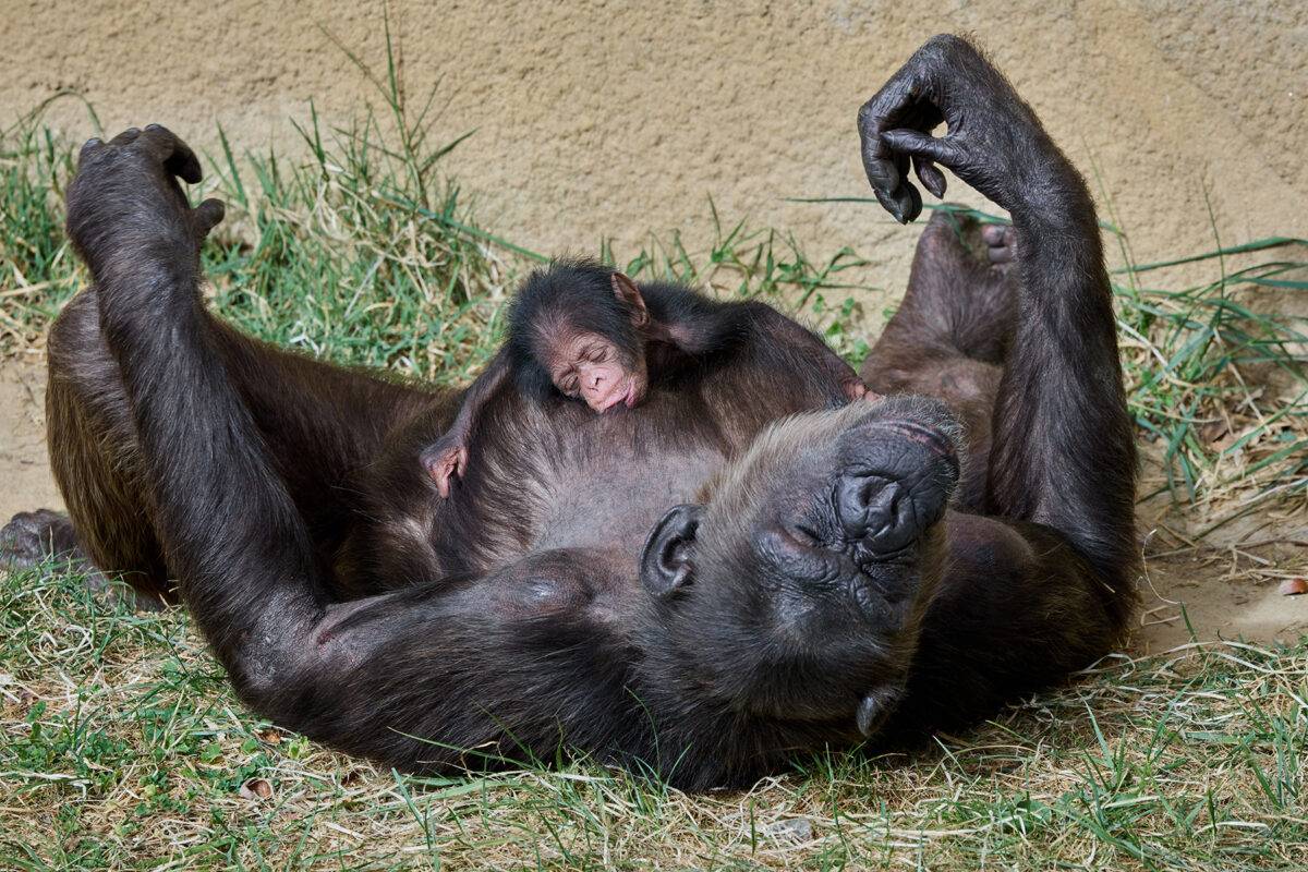 © F. Perroux - Zoo de La Palmyre