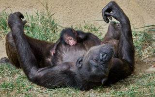 © F. Perroux - Zoo de La Palmyre