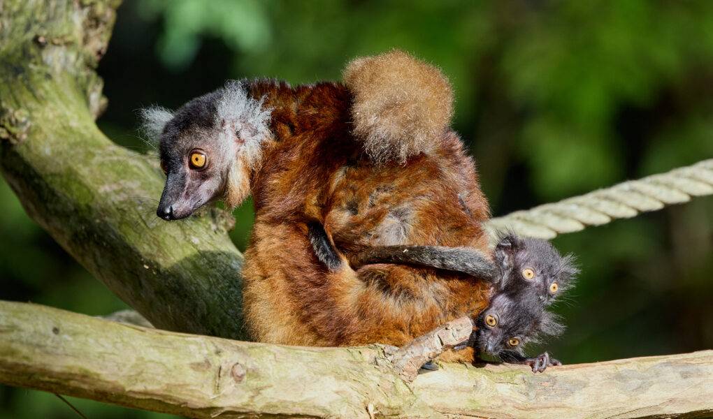 © F. Perroux - Zoo de La Palmyre