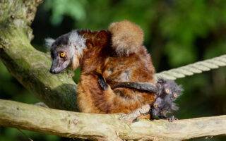 © F. Perroux - Zoo de La Palmyre