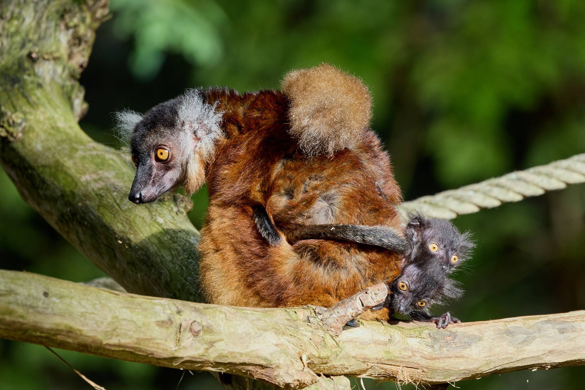 © F. Perroux - Zoo de La Palmyre